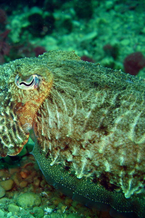 try-diving-in-the-montgri-nature-reserve