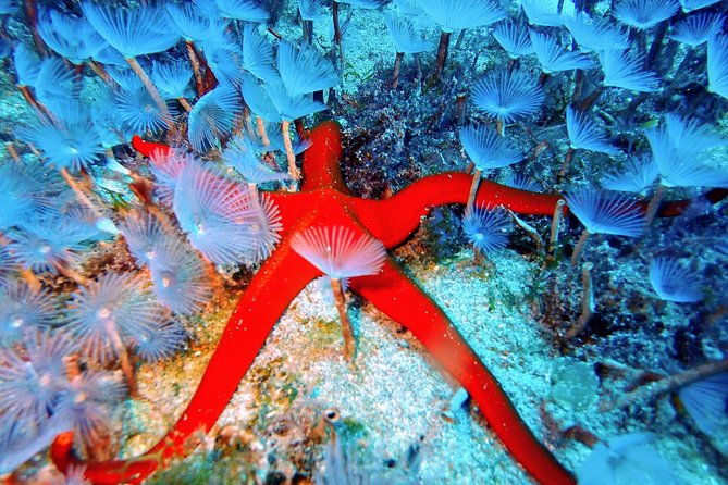 try-scuba-diving-2-dives