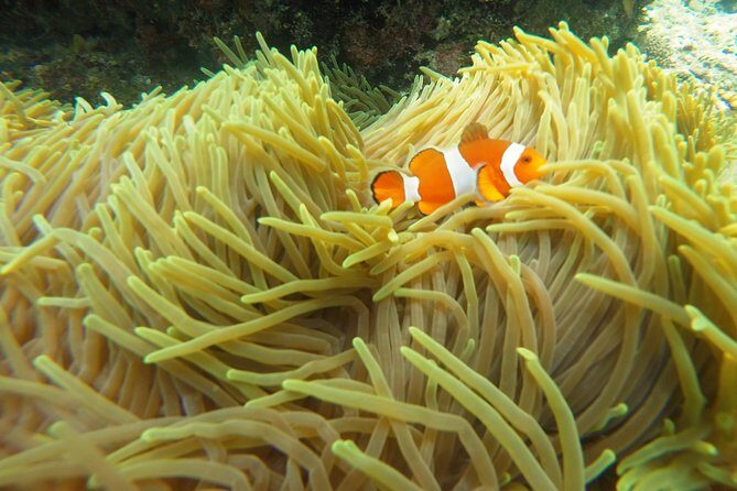 Try Scuba Diving at Padang Bai - FAQ