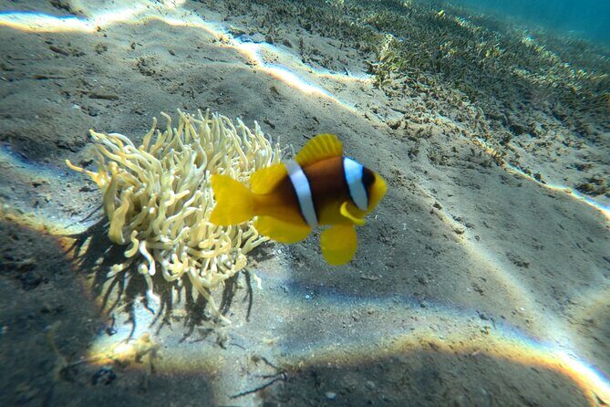 Try Scuba Diving Experience for Beginners in Hurghada - The Sum Up