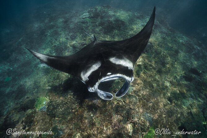 Try Scuba Diving for Beginners with manta rays (Non - Certified) - The Practicalities: Price, Gear, and Group Size