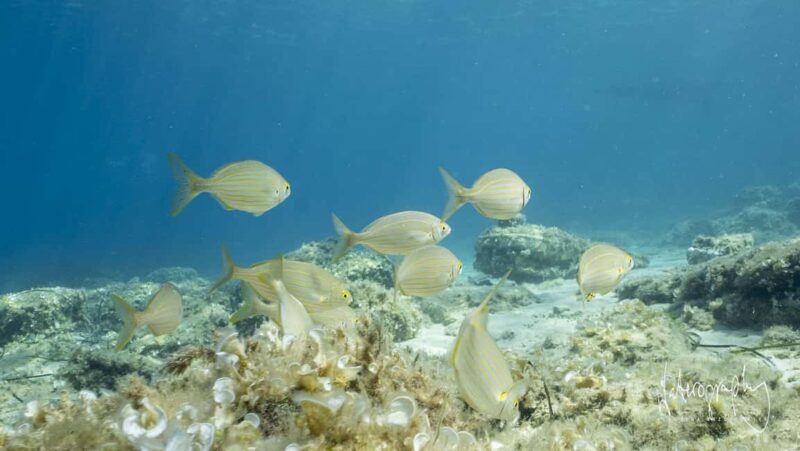 Try Scuba Diving from Boat in Budva - Budva Diving Center - Introduction: What Makes This Experience Special
