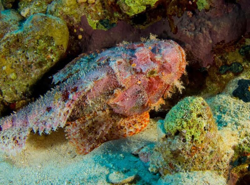Try Scuba Diving from Boat in Budva - Budva Diving Center - Final Thoughts