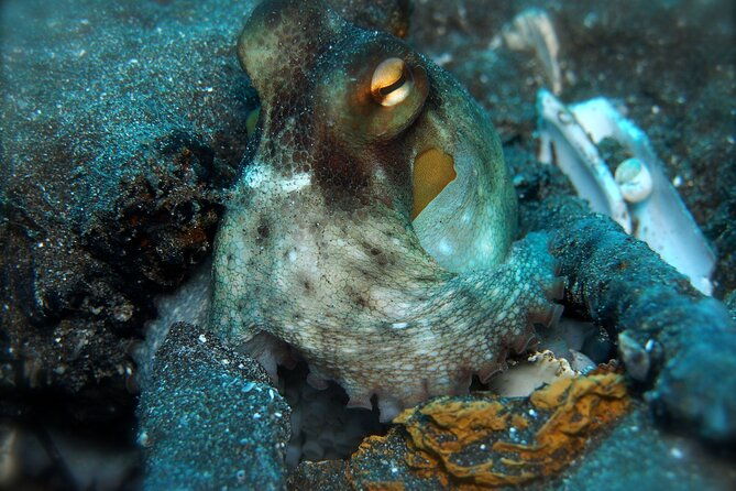 try-scuba-diving-in-a-turtle-area-boat