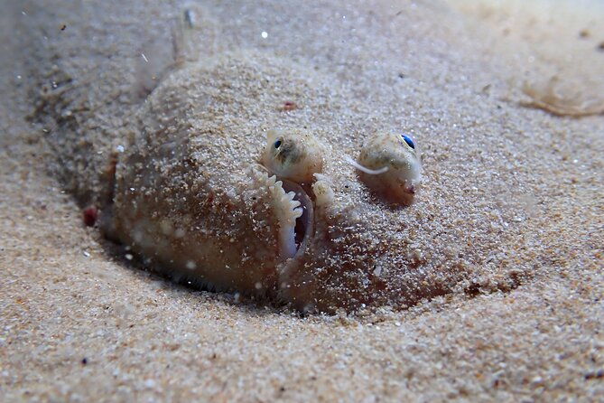 try-scuba-diving-in-arrabida-natural-park-near-lisbon-with-pictures
