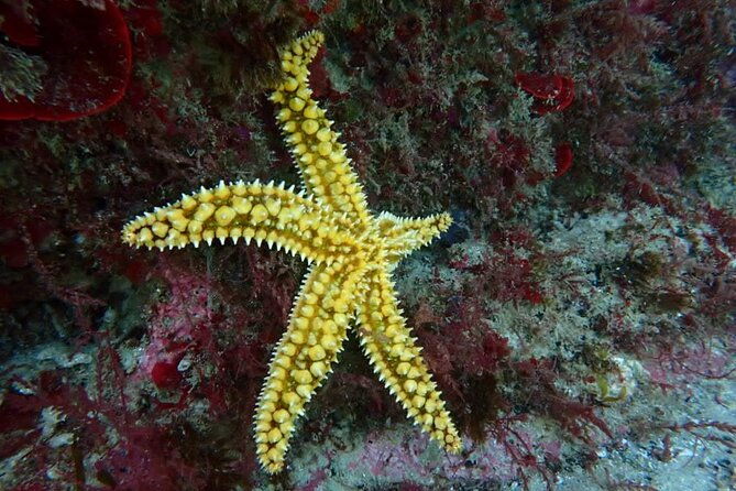 try-scuba-diving-in-arrabida-natural-park-near-lisbon-with-pictures