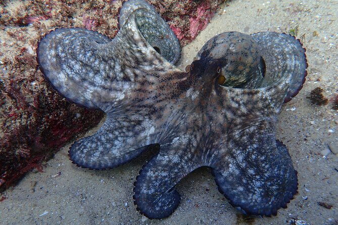 try-scuba-diving-in-arrabida-natural-park-near-lisbon-with-pictures
