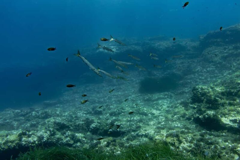 Try Scuba Diving in Cala d'Or  No Experience Needed - FAQ