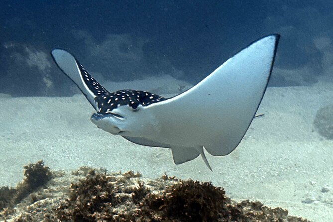 try-scuba-diving-in-kauai-no-experience-needed