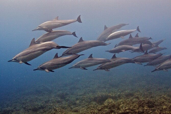 try-scuba-diving-in-kauai-no-experience-needed