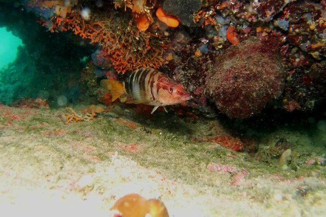 try-scuba-diving-in-split