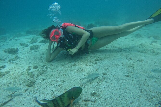 Try Scuba Diving & snorkeling with BBQ lunch in Fujairah - An Honest Look at the Experience