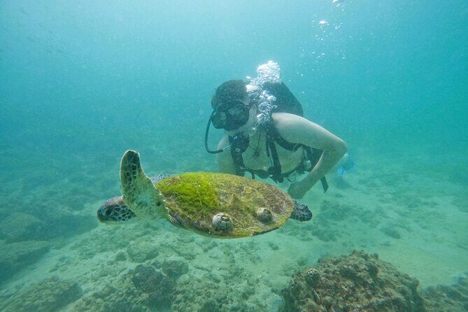 Try Scuba Diving & snorkeling with BBQ lunch & Transfer - Who Should Book This Tour?