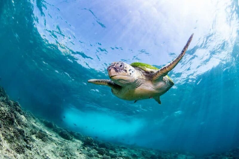 Try scuba Diving Tours To Daymaniyat Islands. - Key Points
