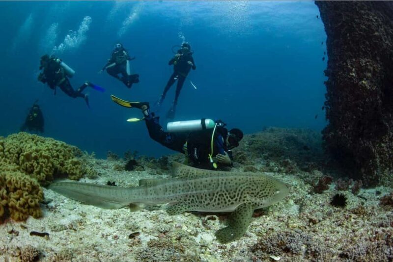 Try scuba Diving Tours To Daymaniyat Islands. - What to Expect on Your Day at Daymaniyat Islands