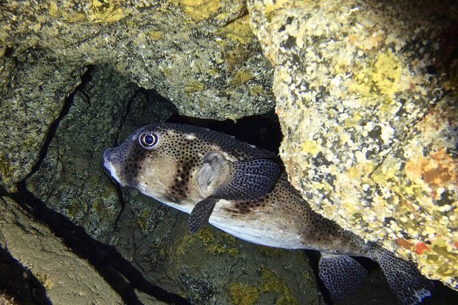 TRY SCUBA DIVING with a Dedicated Instructor - What You Can Expect from the Tour