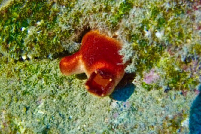 TRY SCUBA DIVING with a Dedicated Instructor - Final Verdict