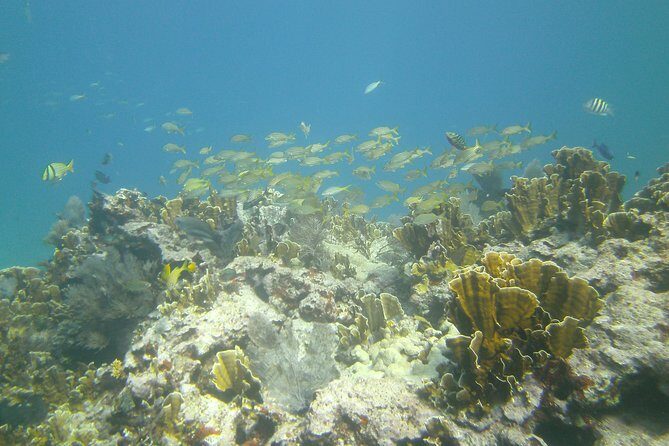 Try Scuba Diving with Professional Scuba Instructor - The Itinerary in Detail