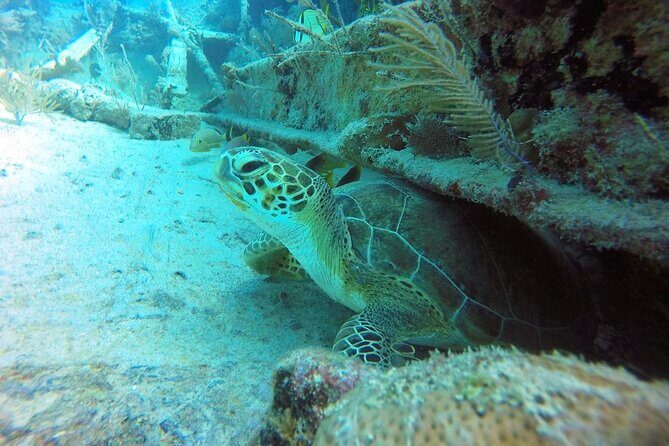Try Scuba Diving with Professional Scuba Instructor - Considerations and Practical Tips