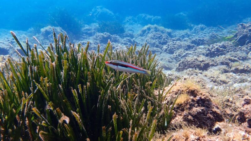 try-scuba-menorca-your-first-underwater-breath-in-the-ocean