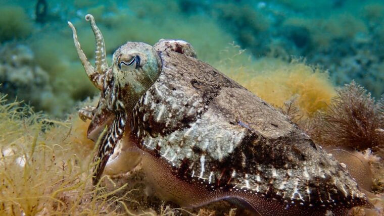 try-scuba-menorca-your-first-underwater-breath-in-the-ocean