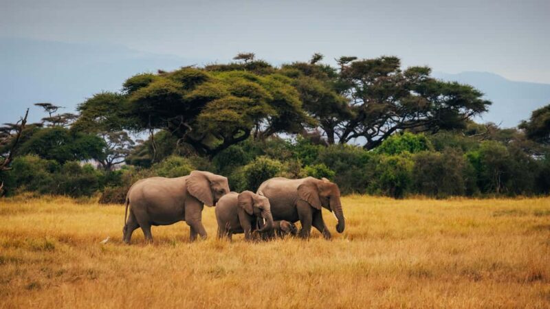 Tsavo East: 2 days of safari + visit to an orphanage - Key Points  