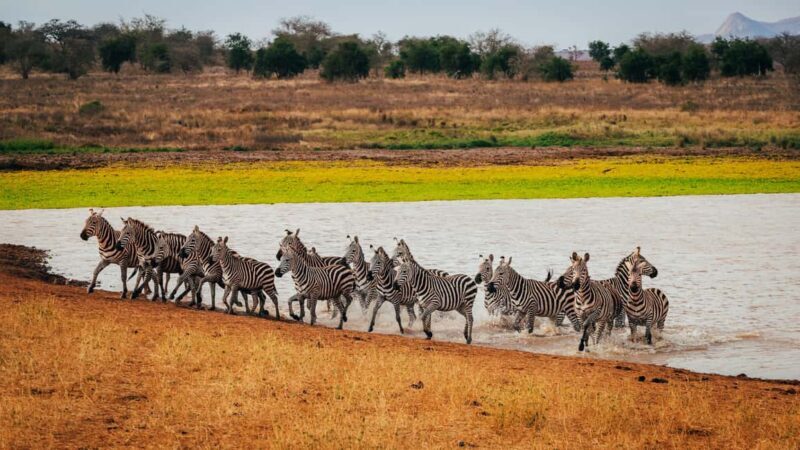 Tsavo East: 2 days of safari + visit to an orphanage - Discovering Tsavo East: A Balanced Look