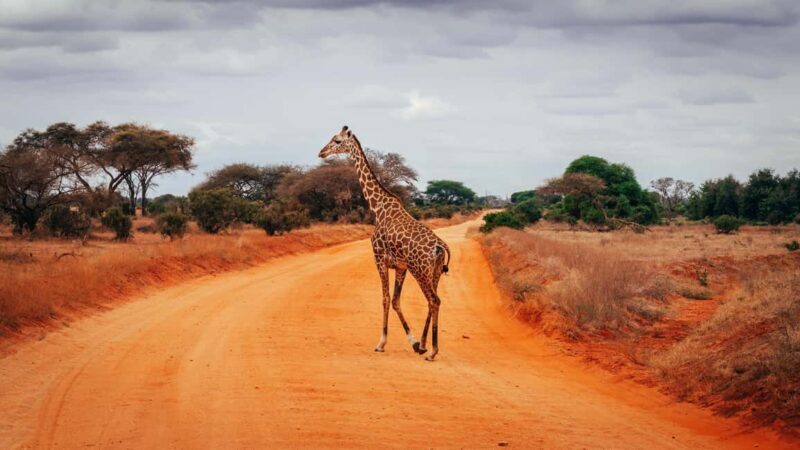 Tsavo East: 2 days of safari + visit to an orphanage - Practical Tips for Travelers  