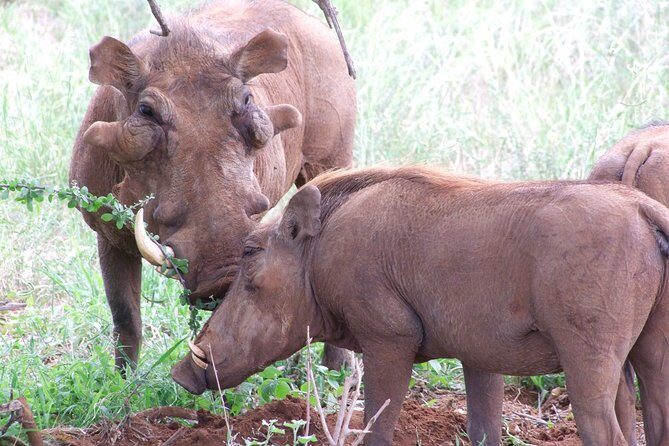 Tsavo East Amboseli and Tsavo West Safari 4 Days starting Malindi - Considerations for Travelers
