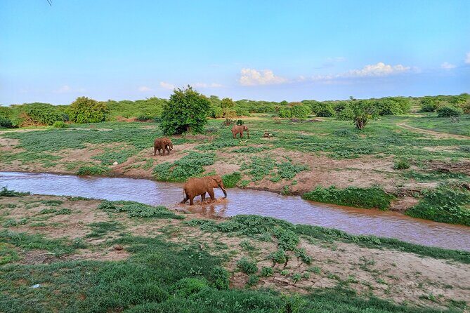 Tsavo East and Ngutuni Sanctuary Safari 3 days from Mombasa - Introduction: An Authentic Safari Spotter’s Dream