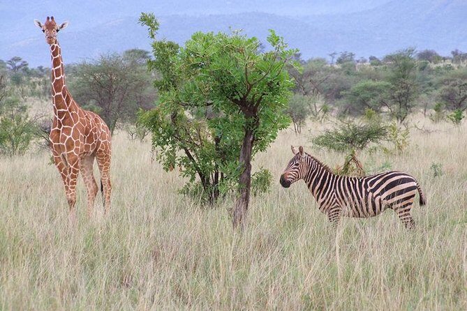 Tsavo East and Ngutuni Sanctuary Safari 3 days from Mombasa - What Makes This Tour Stand Out?