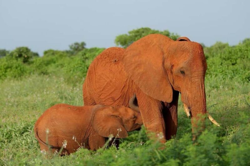 Tsavo East and Tsavo West Sanctuary Safari - Key Points