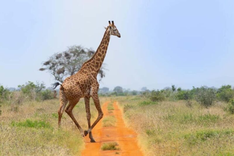 Tsavo East and Tsavo West Sanctuary Safari - An In-Depth Look at the Safari Itinerary
