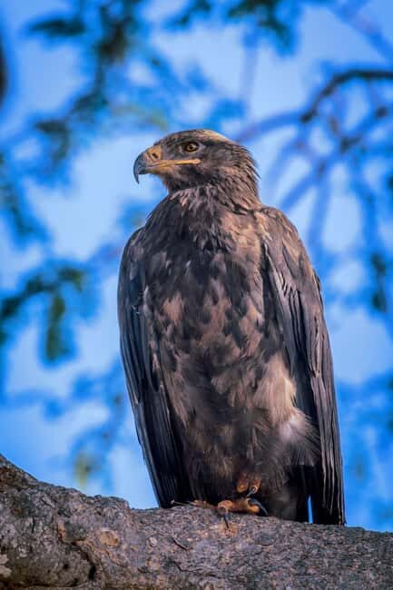 Tsavo East and Tsavo West Sanctuary Safari - FAQs About the Tsavo East and West Sanctuary Safari
