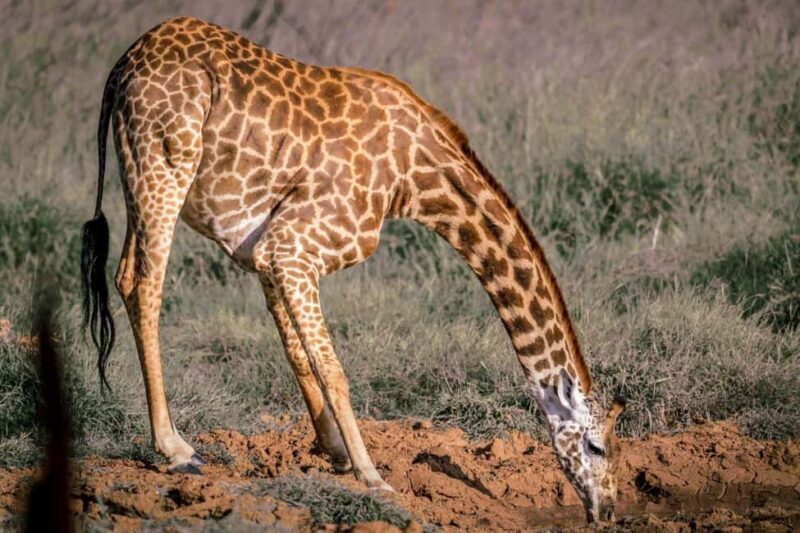Tsavo East and Tsavo West Sanctuary Safari - Final Thoughts