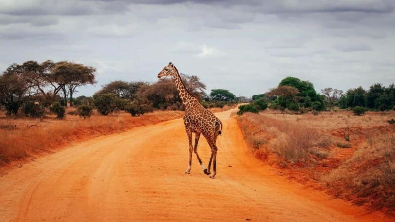 Tsavo East and West: 3- Day Wildlife Safari From Mombasa - Final Thoughts  