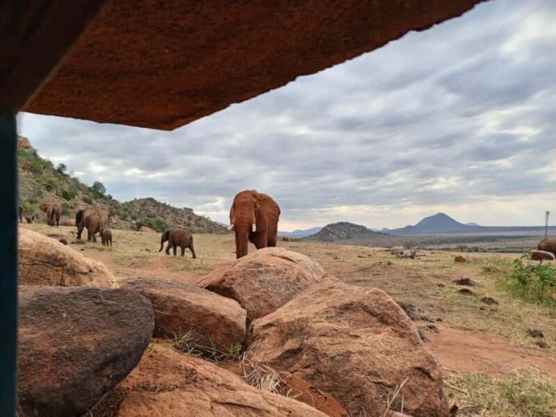 Tsavo East from Mombasa /Port/Diani- Small Group - Key Points