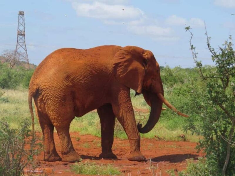 Tsavo East from Mombasa /Port/Diani- Small Group - The Value of This Experience