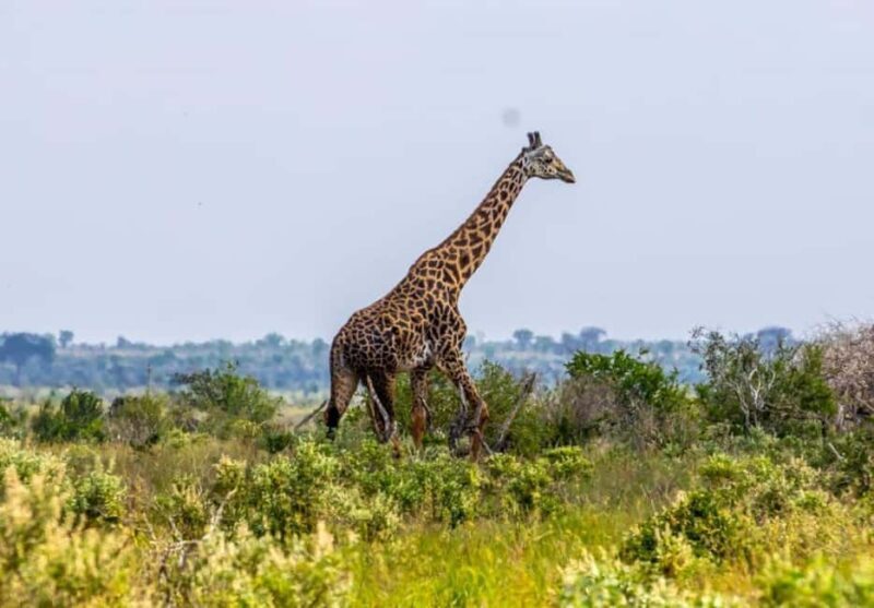 Tsavo East from Mombasa /Port/Diani- Small Group - Who Is This Tour Best For?