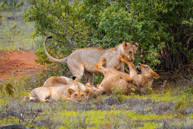 Tsavo East from Mombasa /Port/Diani- Small Group - Final Thoughts