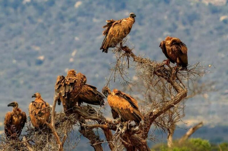 Tsavo East National Park : 2 Day Tour From Mombasa - The Sum Up