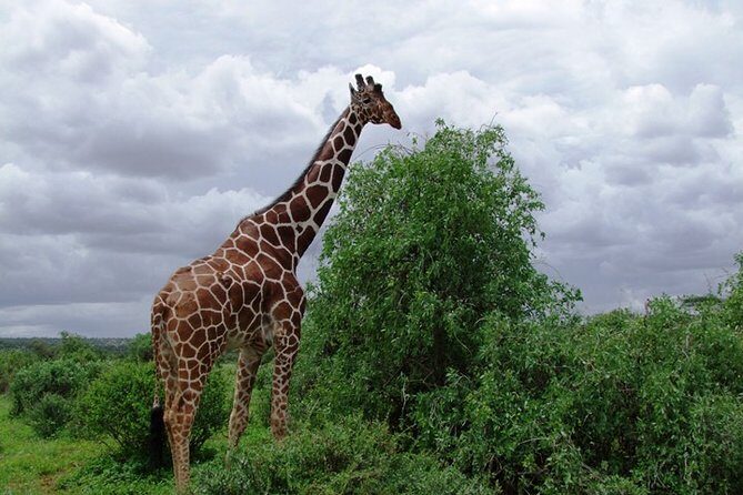 Tsavo East National Park 2 days Voi Safari Lodge from Mombasa. - Authentic Insights from Reviewers