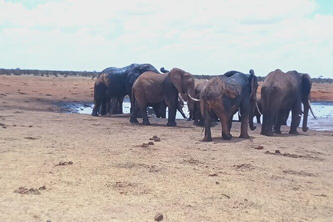 Tsavo East National Park 2 days Voi Safari Lodge from Mombasa. - Additional Practical Considerations