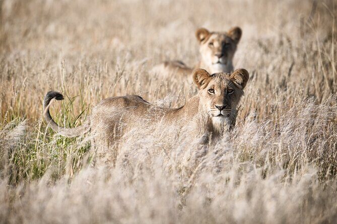 Tsavo East National Park 2 days Voi Safari Lodge from Mombasa. - Who Is This Tour Best For?