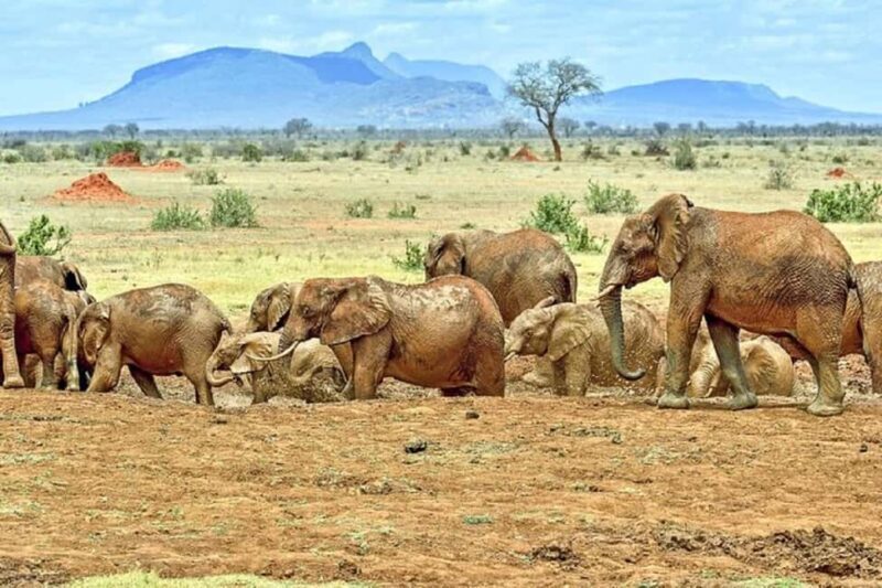 Tsavo East National Park: 3-Day Safari with Accommodation - Key Points