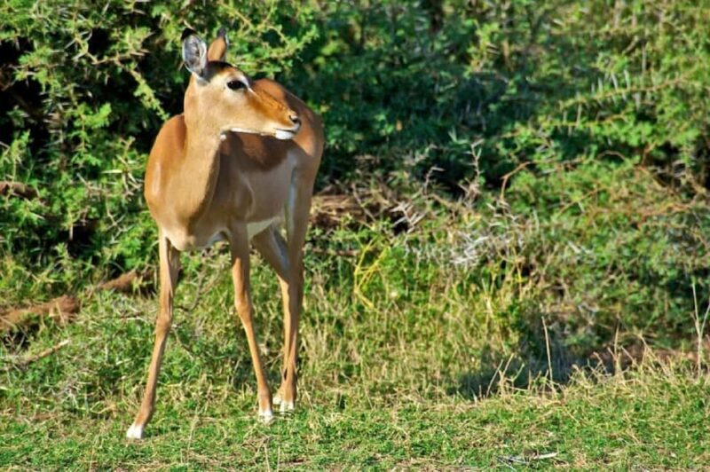 Tsavo East National Park: 3-Day Safari with Accommodation - The Practical Side: Transportation, Timing, and Group Size