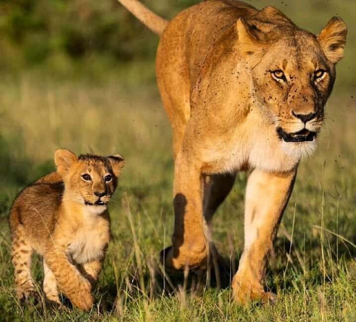 Tsavo East National Park: 3-Day Safari with Accommodation - Frequently Asked Questions