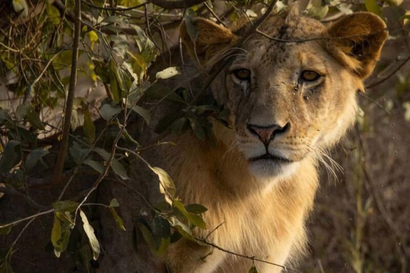 Tsavo East National Park Day Tour From Mombasa - Key Points