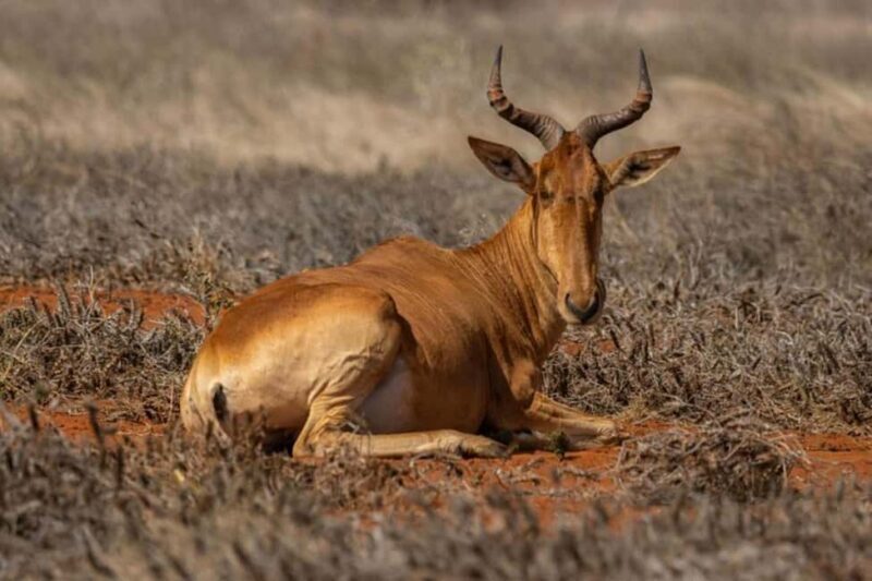 Tsavo East National Park Day Tour From Mombasa - A Practical Look at the Tsavo East Day Tour