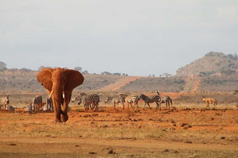 Tsavo East National Park Day Tour From Mombasa - Who is This Tour Best For?